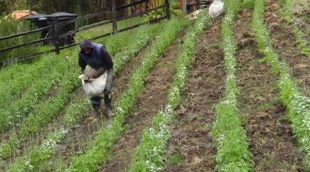 Plantulas y Semillas